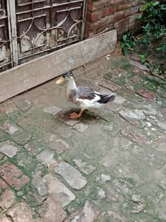 Male