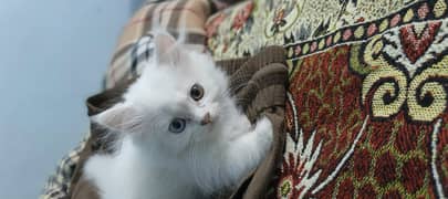 Persian Kitten Odd Eyes 2 Month Age
