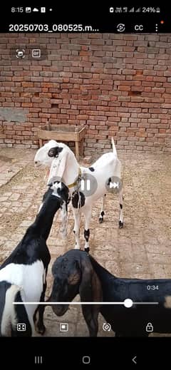 bakra for sale