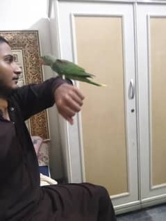 Raw near to self  Chiks  For sale   Healthy and active  Multan  ,
