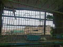 Green Ringneck hai or Raw parrot