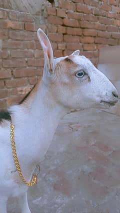 Barbari Teddi Male