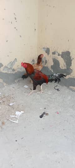 aseel