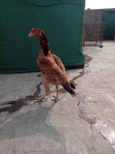 aseel female