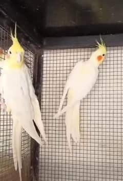 0327-0277654/cocktail/love bird/Australian/parrot/cage/albino/dove/jav