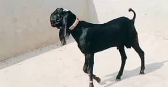 desi Bakra for sale WhatsApp number on 03185729839)