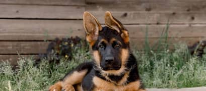 Chipped, pedigree German shepherd pair