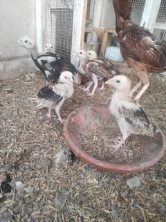 aseel chicks age 2 months