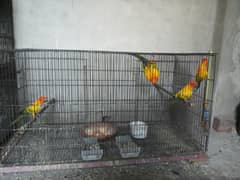 SunConure
