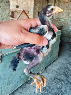 Quality aseels for sale