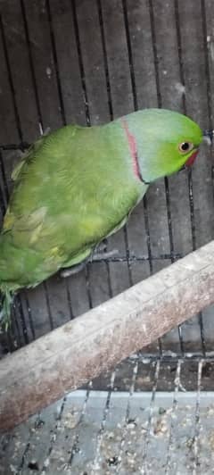 breeder
