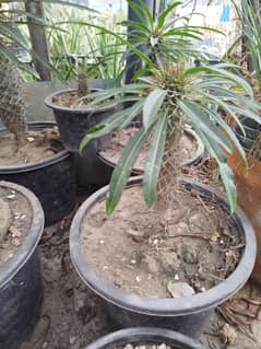 Madagascar Palm or Pachypodium Lamerei