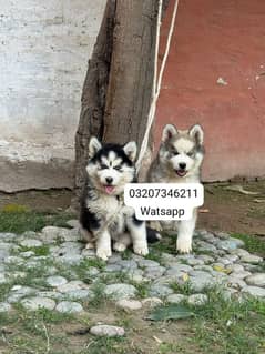 Siberian husky puppies for sale in urgent