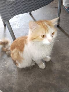 cat for sale