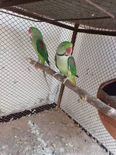 Raw breeding pair