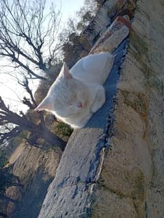 Persian Cat Doll Shape