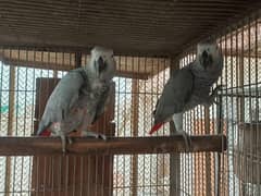 grey parrot
