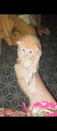 one month persion baby kitten available