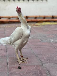 shamo | aseel shamo | white shamo | o shamo | king size shamo murghi