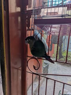 Pineapple Qunore Parrot 