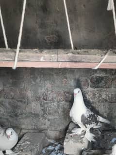 beautiful pair of shyrazi sall whatasap number 03021981604