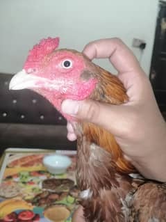 Mian wali aseel ha full zehar dumma