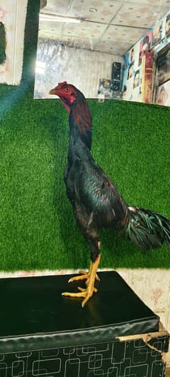 high quality Bird