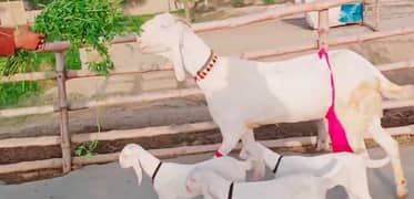 3 Bacchon Ka Sath Desi Bakri For Sale Call _03278290878