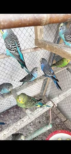 Australian parrots for sale