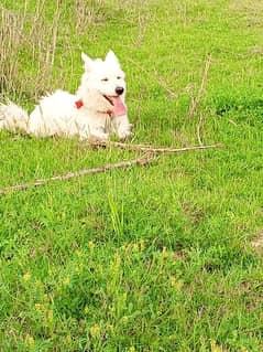 Good dog