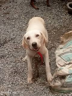Labrador for Sale 03158977409 03410326180