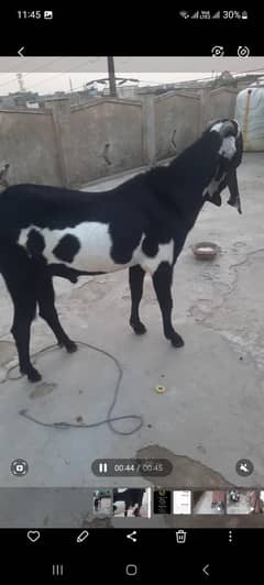 Sahiwal