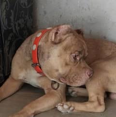 American bully male pocket size