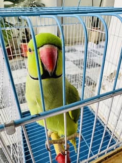 Two talking parrots