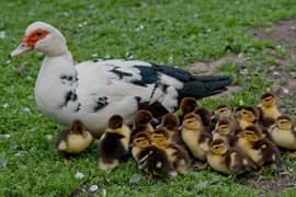 mascovy ducks k chicks for sale