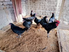Australorp