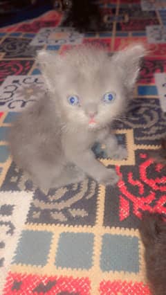 percian kitten