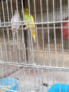 parrots