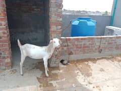 got for sell