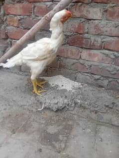 White parat beek  female for sale hy