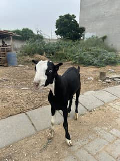 Tedda white eyes black abluck full gulabi bacha
