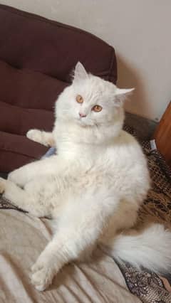 Male Persian Cat
