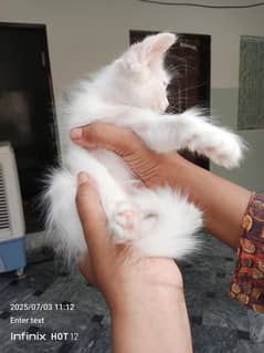 Persian