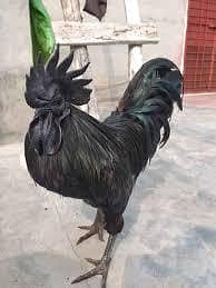 ayam cimani