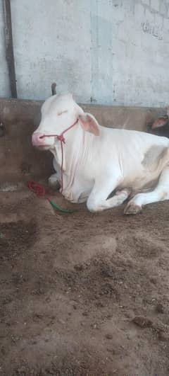Shah Jee Livestocks - Palai service