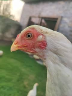 white aseel hens ( Heera aseel hen(