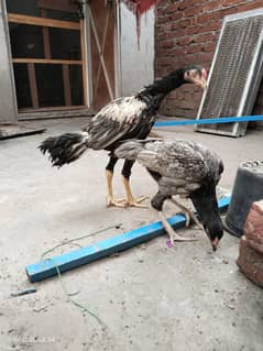 Aseel chicks healthy active (Per Piece)