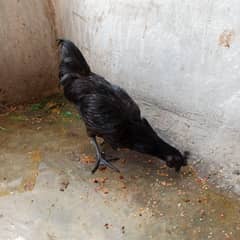 Ayam Cemani Murga & Murgi For sale
