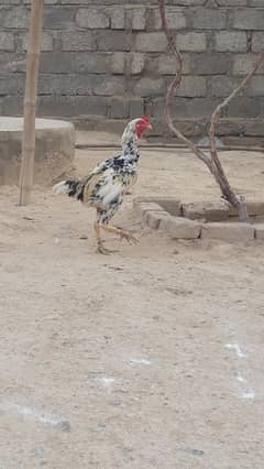 Aseel for sale