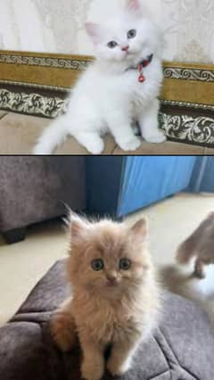 CONTACT US : 03366664860 MALE OR FEMALE BOTH AVAILABLE